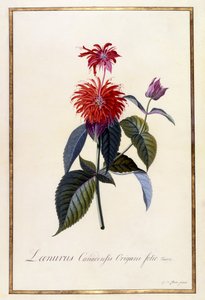 Oswego Tea Plant, c.1740 by Georg Dionysius Ehret